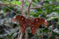 2015-09-05 Vlindersafari Gemert